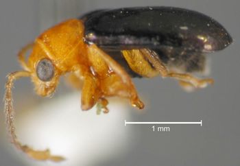 Media type: image;   Entomology 23826 Aspect: habitus lateral view